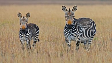 7 Top Rated Local Safari Tanzania Tour Operator Companies You Can Trust in 2026